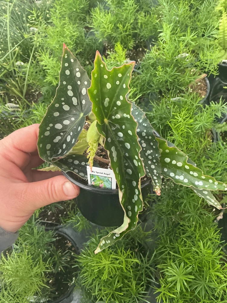 Begonia Angelwing 'My Special Angel' Live Plant - 4.5 inch Nursery Pot - Indoor/Outdoor - Image 2