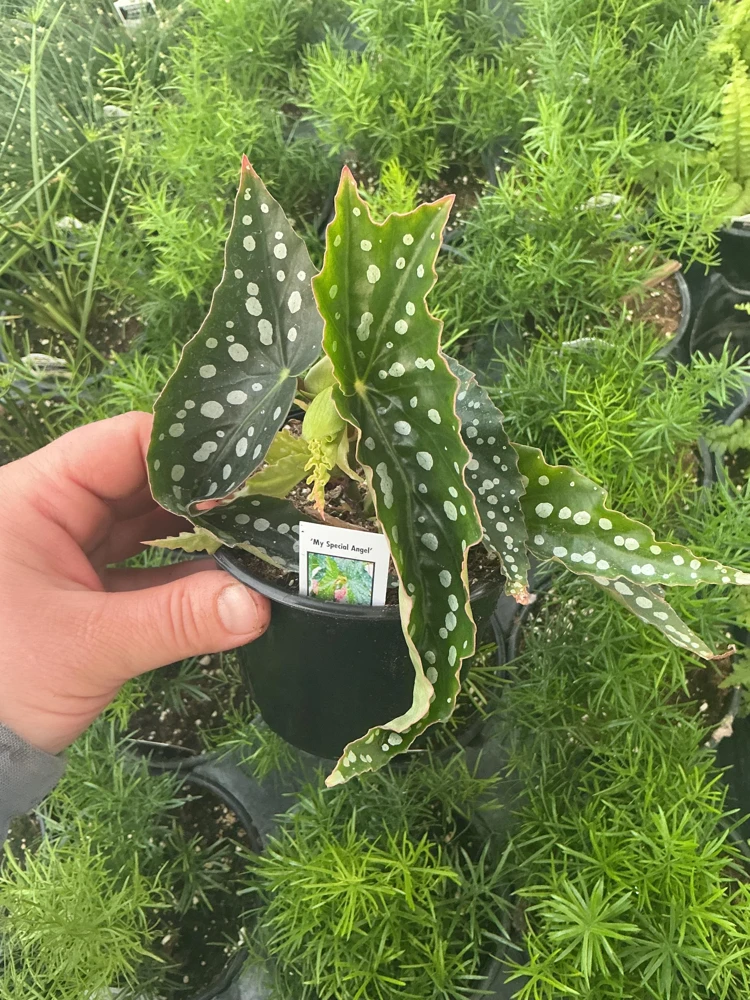 Begonia Angelwing 'My Special Angel' Live Plant - 4.5 inch Nursery Pot - Indoor/Outdoor - Image 3