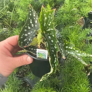 Begonia Angelwing 'My Special Angel' Live Plant – 4.5 Inch Pot – Indoor/Outdoor - Image 3