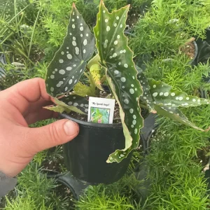 Begonia Angelwing 'My Special Angel' Live Plant - 4.5 inch Nursery Pot - Indoor/Outdoor - Image 4