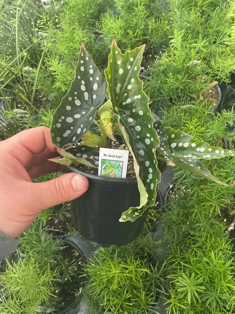 Begonia Angelwing 'My Special Angel' Live Plant - 4.5 inch Nursery Pot - Indoor/Outdoor - Image 4