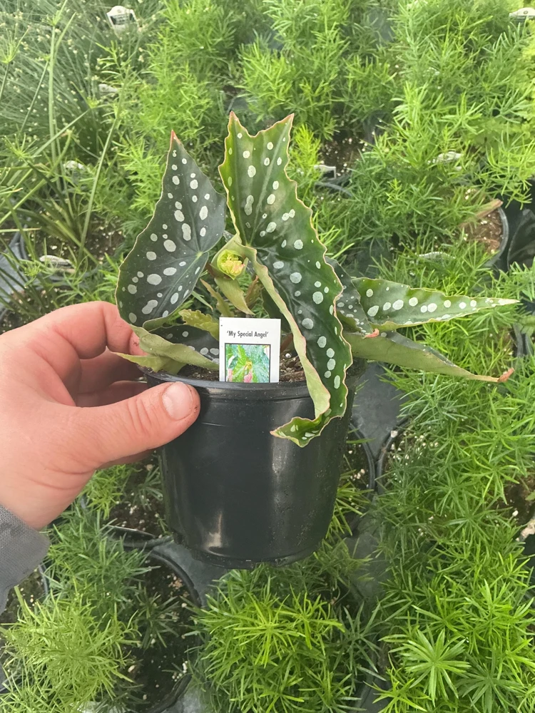 Begonia Angelwing 'My Special Angel' Live Plant - 4.5 inch Nursery Pot - Indoor/Outdoor - Image 5