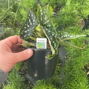 Begonia Angelwing 'My Special Angel' Live Plant – 4.5 Inch Pot – Indoor/Outdoor - Image 5