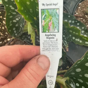 Begonia Angelwing 'My Special Angel' Live Plant - 4.5 inch Nursery Pot - Indoor/Outdoor - Image 6