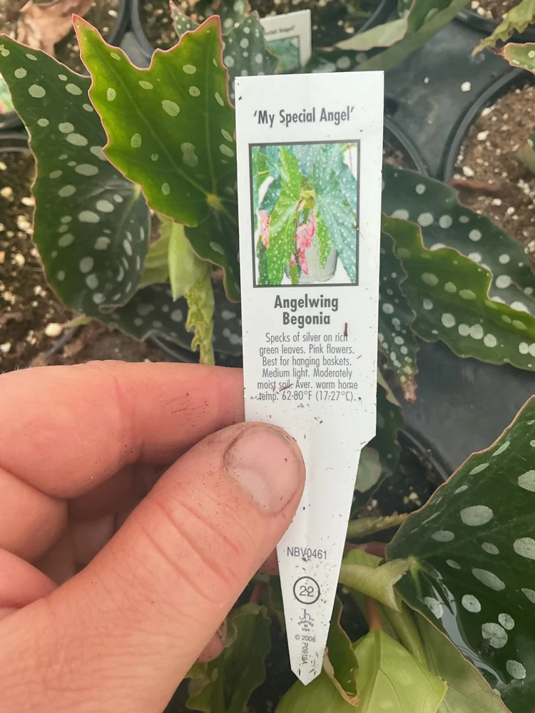 Begonia Angelwing 'My Special Angel' Live Plant - 4.5 inch Nursery Pot - Indoor/Outdoor - Image 6