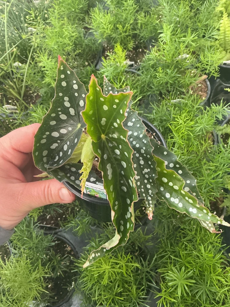 Begonia Angelwing 'My Special Angel' Live Plant - 4.5 inch Nursery Pot - Indoor/Outdoor - Image 1