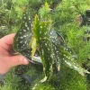 Begonia Angelwing 'My Special Angel' Live Plant – 4.5 Inch Pot – Indoor/Outdoor - Image 1