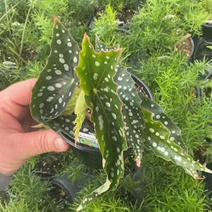Begonia Angelwing 'My Special Angel' Live Plant – 4.5 Inch Pot – Indoor/Outdoor - Image 1