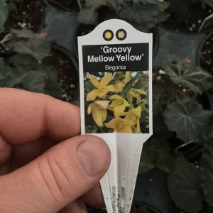 Begonia Bolivienis 'Groovy Mellow Yellow' Live Plant - 4.5