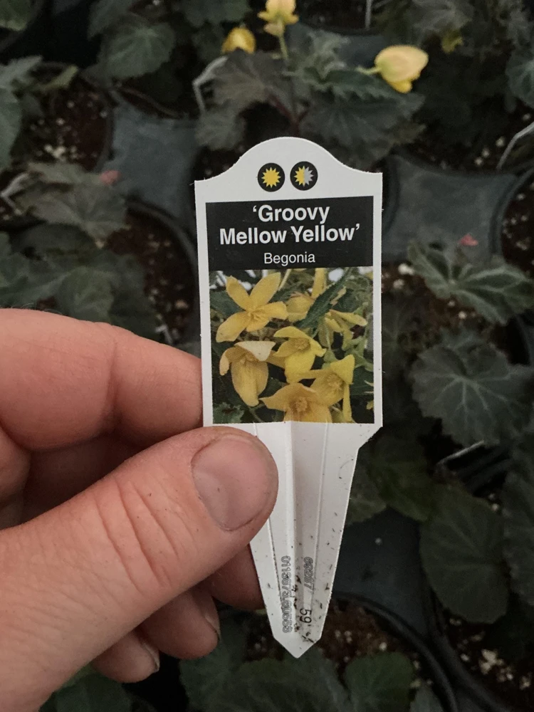 Begonia Bolivienis 'Groovy Mellow Yellow' Live Plant - 4.5" Pot - Image 10