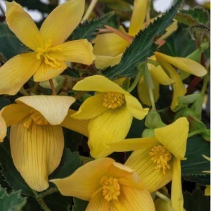 Begonia Bolivienis 'Groovy Mellow Yellow' Live Plant - 4.5