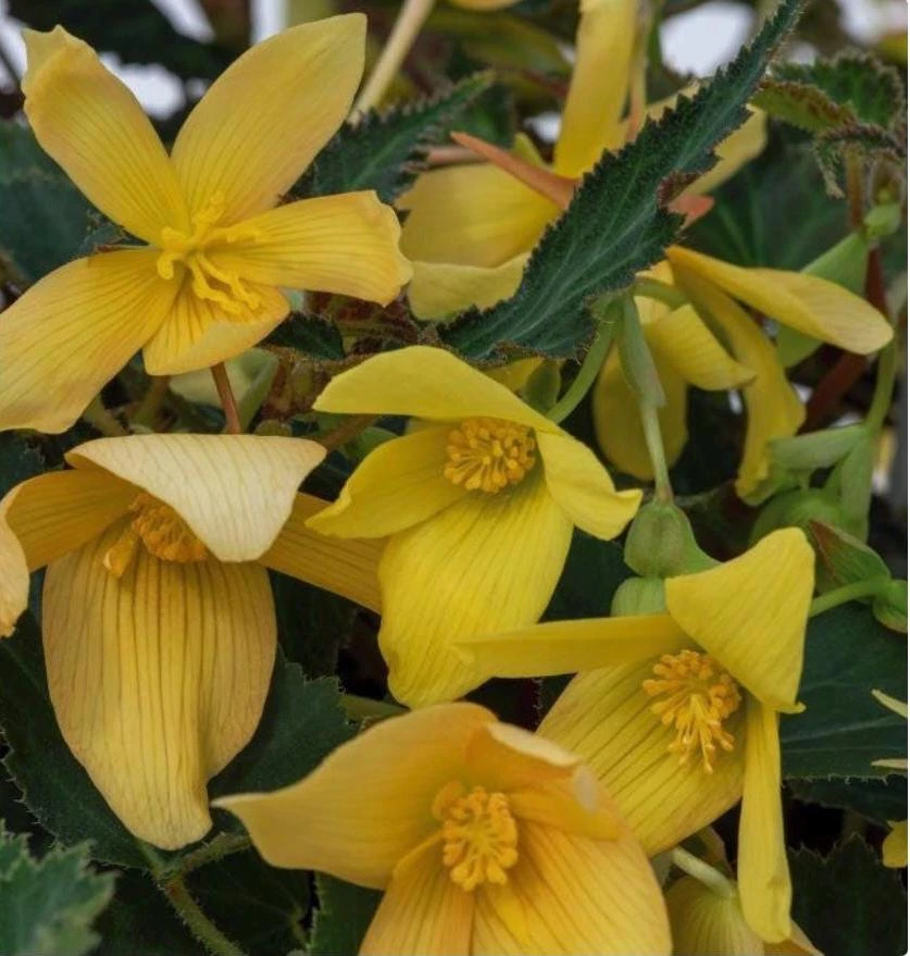 Begonia Bolivienis 'Groovy Mellow Yellow' Live Plant - 4.5" Pot - Image 2