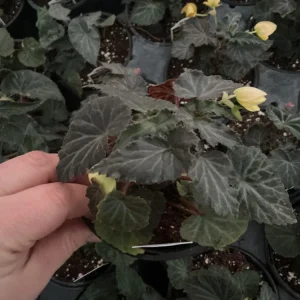 Begonia Bolivienis 'Groovy Mellow Yellow' Live Plant - 4.5