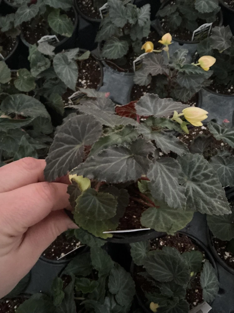 Begonia Bolivienis 'Groovy Mellow Yellow' Live Plant - 4.5" Pot - Image 3