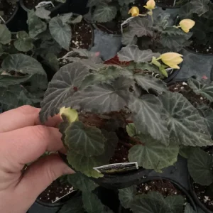 Begonia Bolivienis 'Groovy Mellow Yellow' Live Plant - 4.5