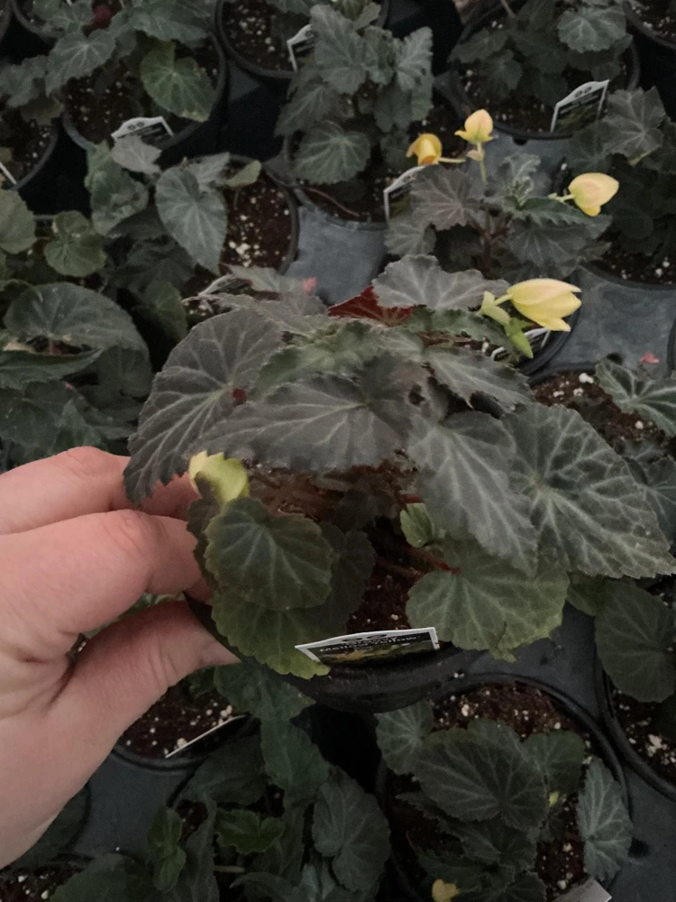 Begonia Bolivienis 'Groovy Mellow Yellow' Live Plant - 4.5" Pot - Image 4