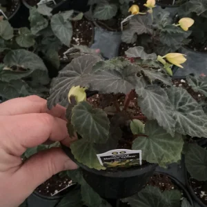 Begonia Bolivienis 'Groovy Mellow Yellow' Live Plant - 4.5