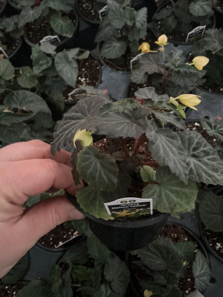 Begonia Bolivienis 'Groovy Mellow Yellow' Live Plant - 4.5" Pot - Image 5