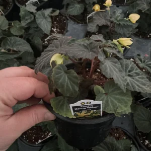 Begonia Bolivienis 'Groovy Mellow Yellow' Live Plant - 4.5