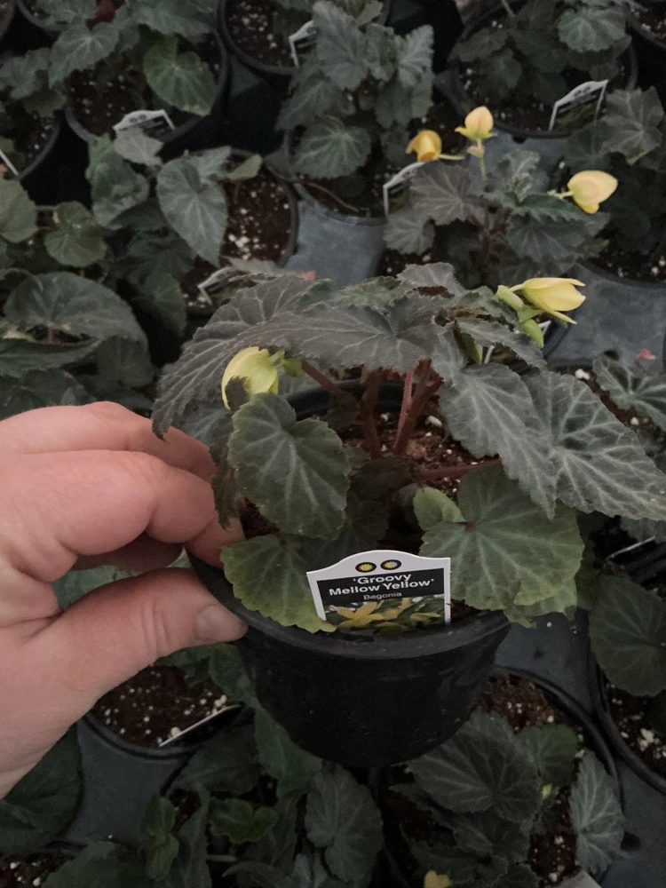 Begonia Bolivienis 'Groovy Mellow Yellow' Live Plant - 4.5" Pot - Image 6