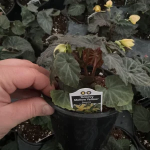 Begonia Bolivienis 'Groovy Mellow Yellow' Live Plant - 4.5