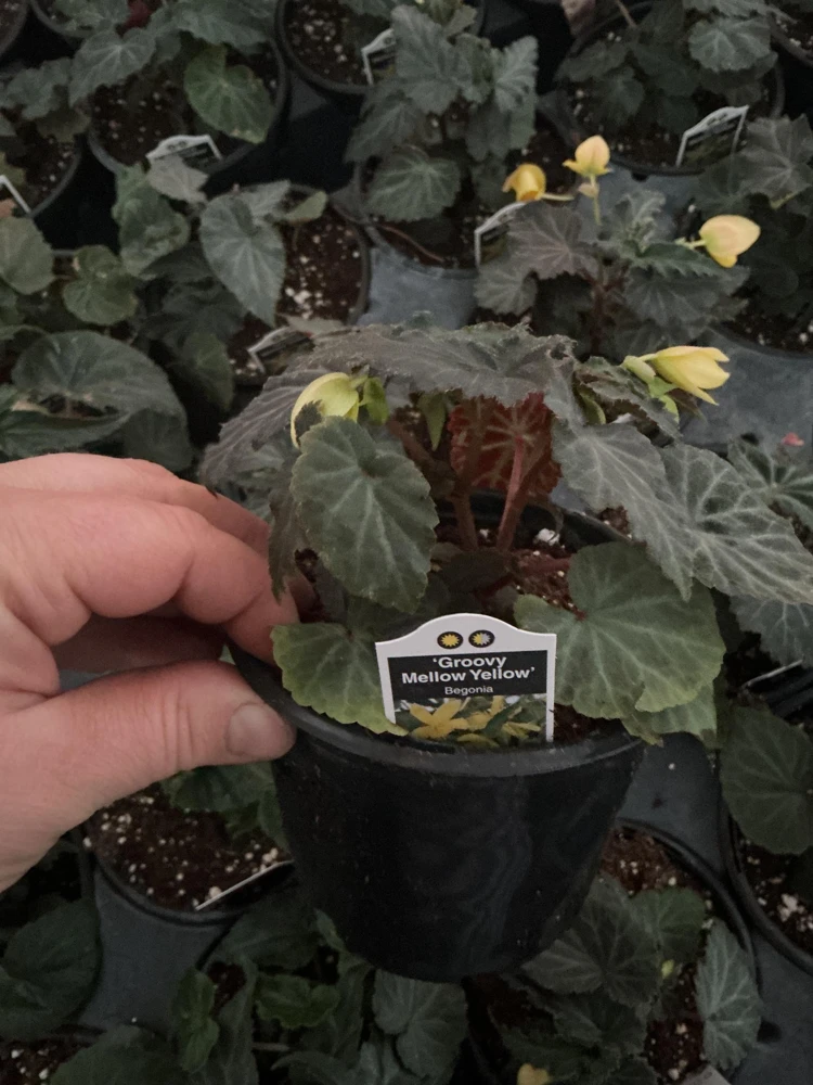 Begonia Bolivienis 'Groovy Mellow Yellow' Live Plant - 4.5" Pot - Image 7