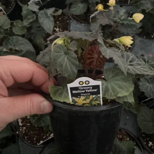 Begonia Bolivienis 'Groovy Mellow Yellow' Live Plant - 4.5