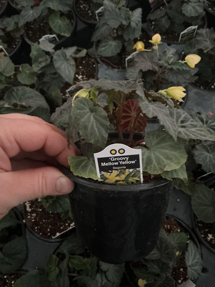 Begonia Bolivienis 'Groovy Mellow Yellow' Live Plant - 4.5" Pot - Image 8