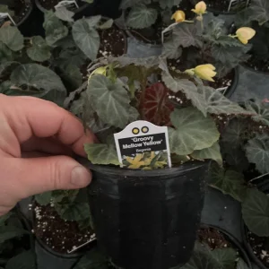 Begonia Bolivienis 'Groovy Mellow Yellow' Live Plant - 4.5