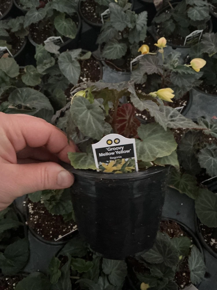 Begonia Bolivienis 'Groovy Mellow Yellow' Live Plant - 4.5" Pot - Image 9