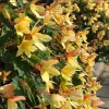 Begonia Bolivienis 'Groovy Mellow Yellow' Live Plant - 4.5" Pot - Image 1