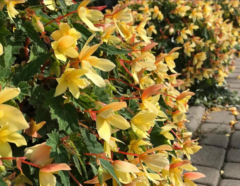 Begonia Bolivienis 'Groovy Mellow Yellow' Live Plant - 4.5" Pot - Image 1