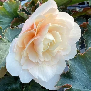 Begonia 'Double Delight Appleblossom' Live Plant - 4.5" Nursery Pot, Indoor/Outdoor - Image 1