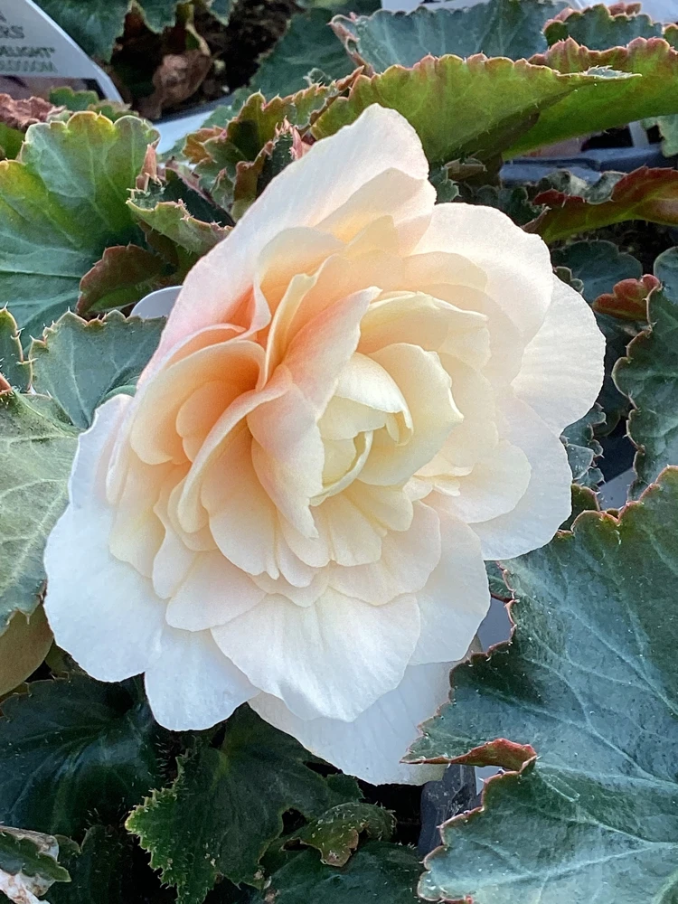 Begonia 'Double Delight Appleblossom' Live Plant - 4.5" Nursery Pot, Indoor/Outdoor - Image 1