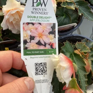 Begonia 'Double Delight Appleblossom' Live Plant - 4.5