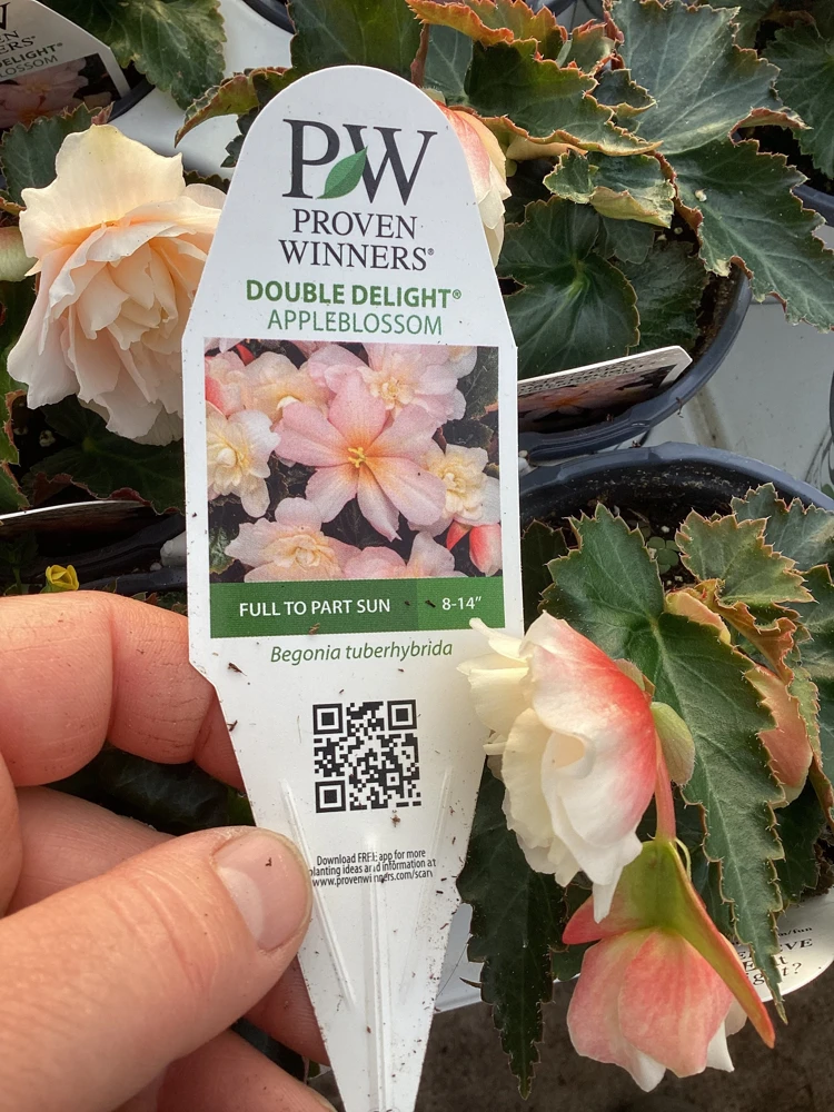 Begonia 'Double Delight Appleblossom' Live Plant - 4.5" Nursery Pot, Indoor/Outdoor - Image 10