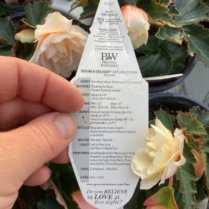 Begonia 'Double Delight Appleblossom' Live Plant - 4.5