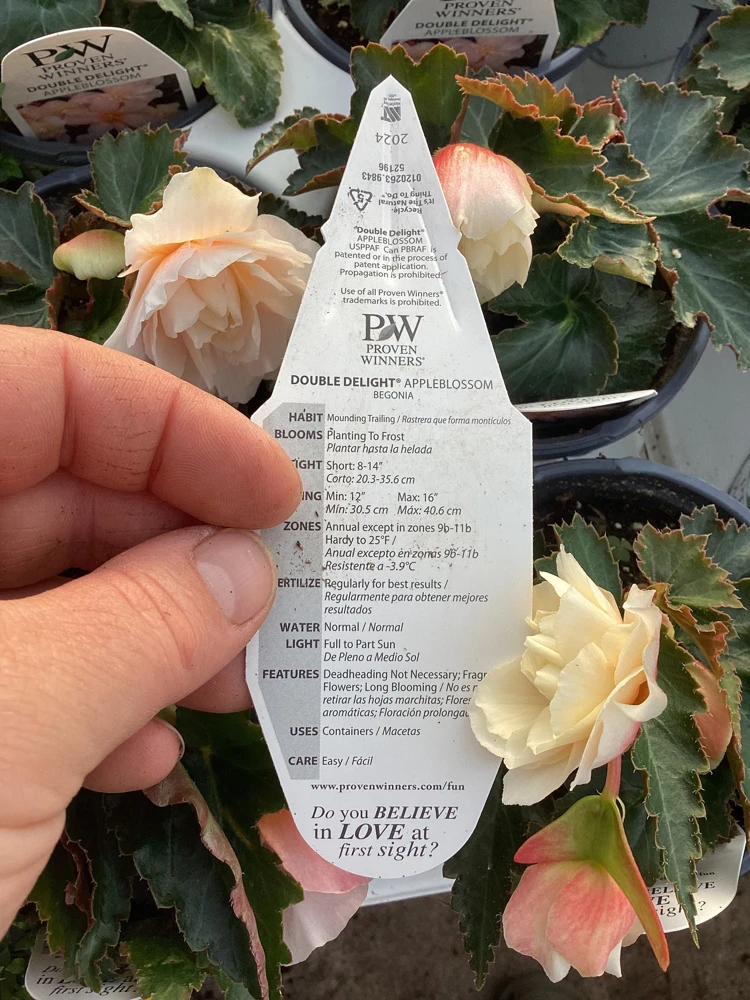 Begonia 'Double Delight Appleblossom' Live Plant - 4.5" Nursery Pot, Indoor/Outdoor - Image 11