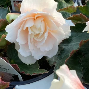 Begonia 'Double Delight Appleblossom' Live Plant - 4.5