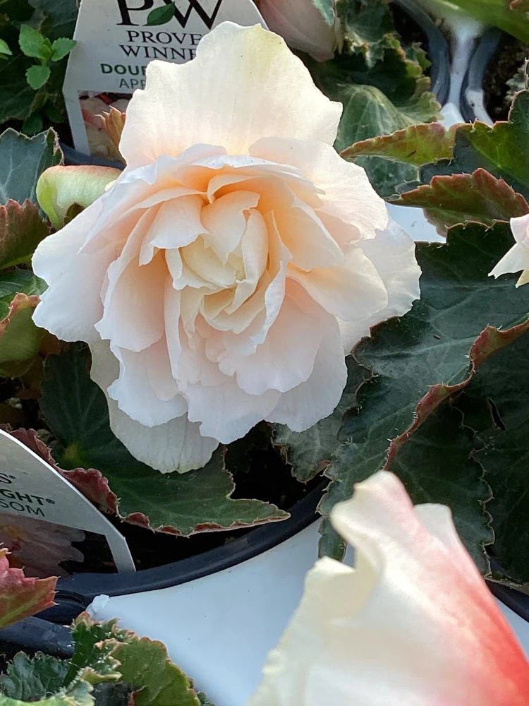 Begonia 'Double Delight Appleblossom' Live Plant - 4.5" Nursery Pot, Indoor/Outdoor - Image 2