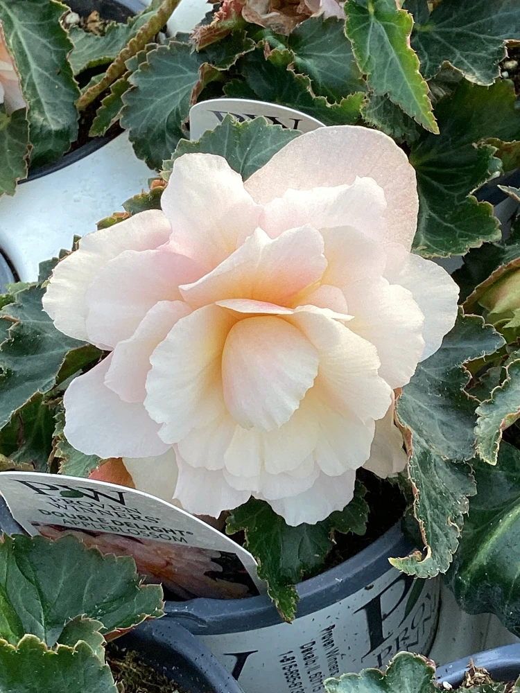 Begonia 'Double Delight Appleblossom' Live Plant - 4.5" Nursery Pot, Indoor/Outdoor - Image 3