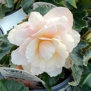 Begonia 'Double Delight Appleblossom' Live Plant - 4.5 inch Nursery Pot - Indoor/Outdoor - Image 3