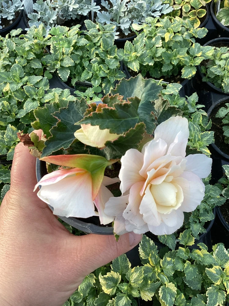Begonia 'Double Delight Appleblossom' Live Plant - 4.5" Nursery Pot, Indoor/Outdoor - Image 4