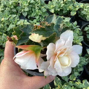 Begonia 'Double Delight Appleblossom' Live Plant - 4.5 inch Nursery Pot - Indoor/Outdoor - Image 4