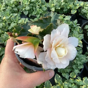 Begonia 'Double Delight Appleblossom' Live Plant - 4.5