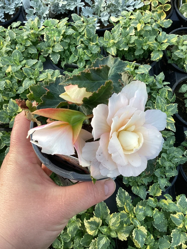 Begonia 'Double Delight Appleblossom' Live Plant - 4.5" Nursery Pot, Indoor/Outdoor - Image 5