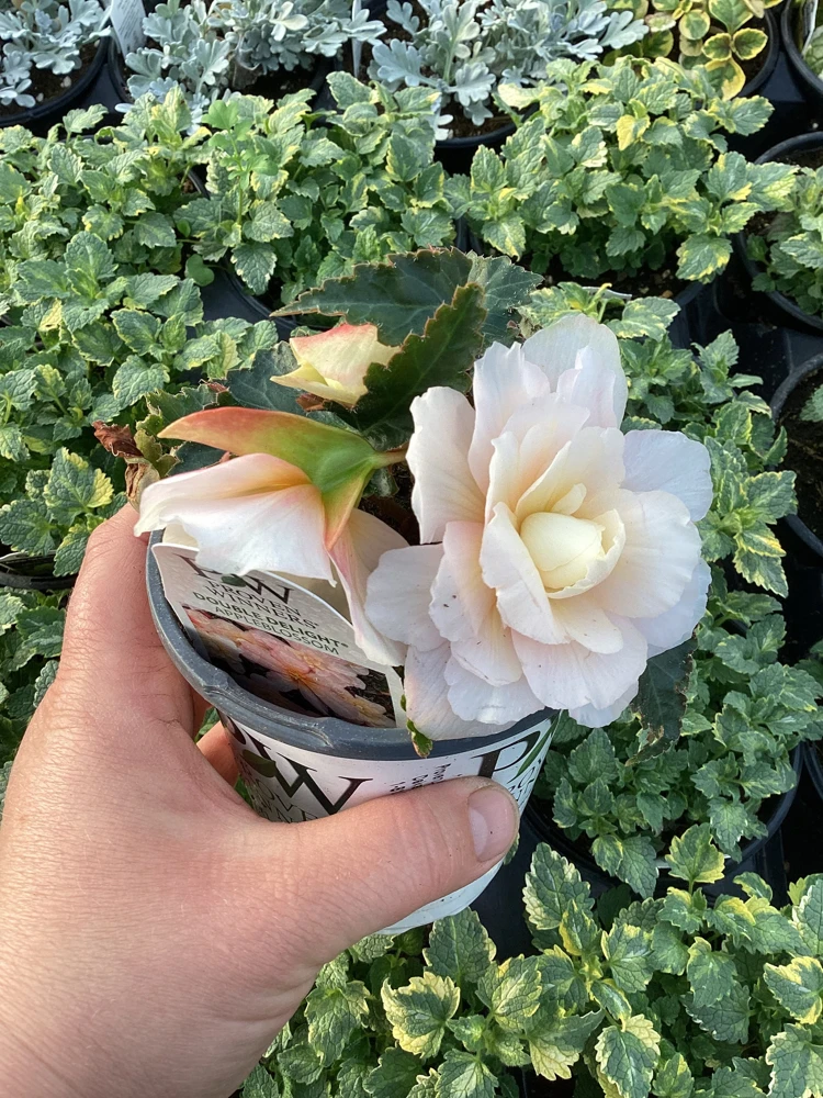 Begonia 'Double Delight Appleblossom' Live Plant - 4.5" Nursery Pot, Indoor/Outdoor - Image 6