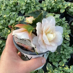 Begonia 'Double Delight Appleblossom' Live Plant - 4.5 inch Nursery Pot - Indoor/Outdoor - Image 6