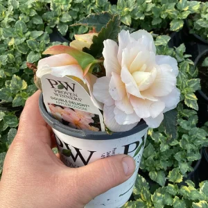 Begonia 'Double Delight Appleblossom' Live Plant - 4.5 inch Nursery Pot - Indoor/Outdoor - Image 7