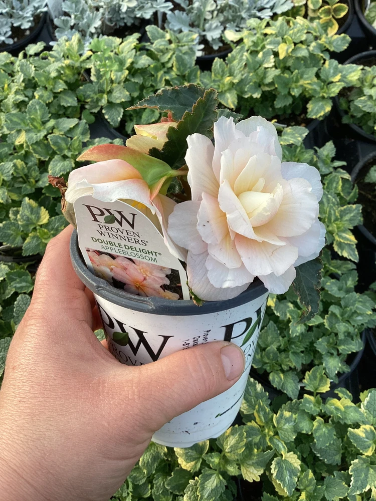 Begonia 'Double Delight Appleblossom' Live Plant - 4.5" Nursery Pot, Indoor/Outdoor - Image 7